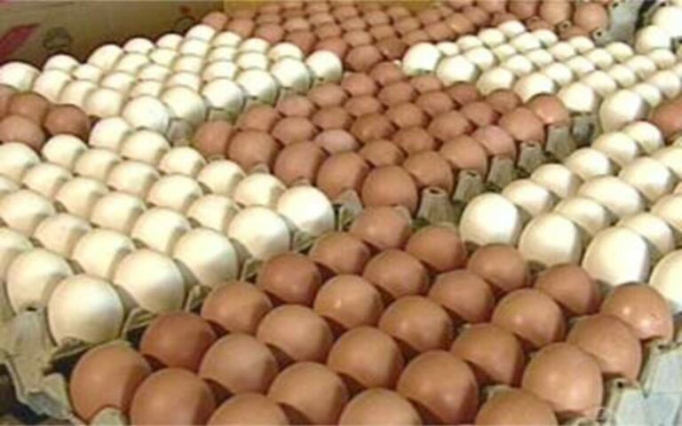 Preços dos ovos aumentar até 40 % neste mês de fevereiro