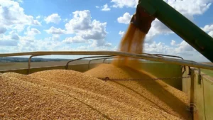 Safra de grãos prevê faturamento de 323 milhões.