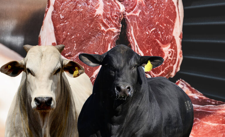 Brasil faz a maior exportação de carne bovina em fevereiro de 2025.