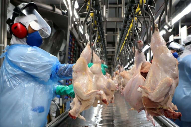 Gripe aviária nos EUA gera crise e impulsiona exportações brasileiras de carne de frango. Veja os impactos, projeções e oportunidades para o setor.